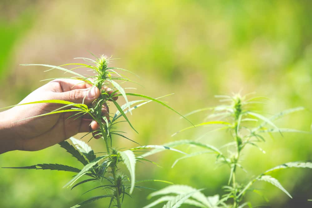 Прилики и разлики между HHC и THC